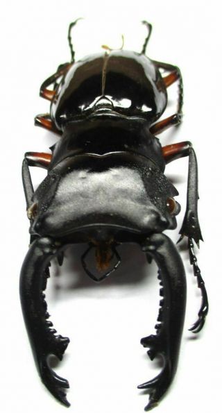 004 Pa : Lucanidae: Odontolabis Imperialis Komorii Male 65.  5mm