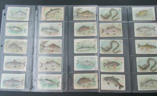 25 Vintage Early Arm And Hammer Brand Soda Trade Cards Fish Series