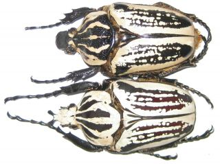 Cetoniinae Goliathus Usambarensis Pair A1 Male 65mm (tanzania)