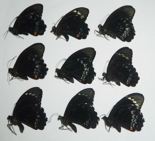 Papilionidae.  12 X Papilio Aegeus Ormenus.  Bintuni.  West Papua (20)
