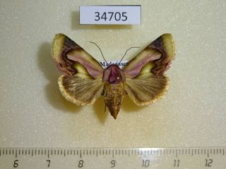 34705p Noctuidae Acontia Viettei F Madagascar