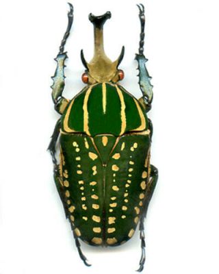 Coleoptera - Cetonidae - Chelorrhina Polyphemus Conflens - Cameroon 67 Mm