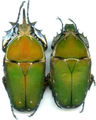 Coleoptera - Mecynorhina Torquata Immaculicollis - Cameroon Pair 77.  55/65.  25