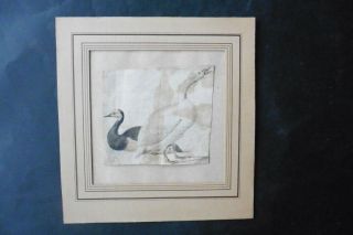 Dutch School 17thc - Study Of Birds Attr.  Holstein The Younger - Watercolor