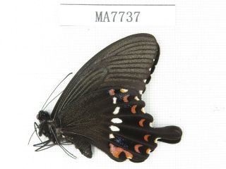 Butterfly.  Papilio Polytes Ssp.  China,  Tibet,  Motuo.  1m.  Ma7737.