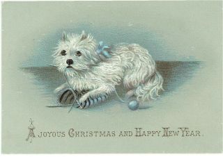 Victorian Christmas Greetings Card White Long Haired Dog Playing With Knitting
