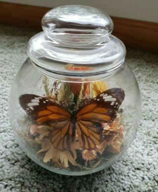 Vintage Real Butterfly Under Glass Bulb 6 " High,  5 " Diameter