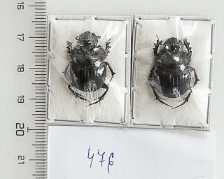 Scarabaeidae: Onthophagus Sp.  A1,  1 Pair