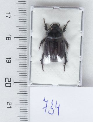 Dynastinae: Semanopterus Tricostatus A1,  1 Pc