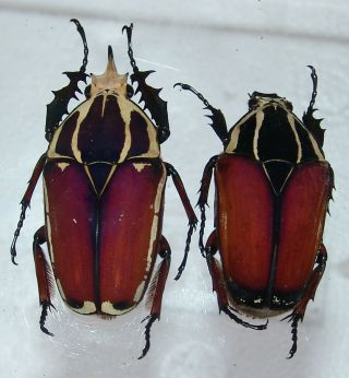 Mecynorrhina Ugandensis,  Pair A,  57,  50 Mm