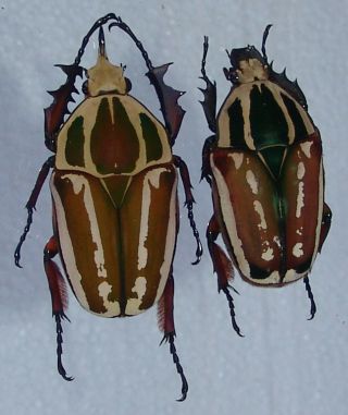 Mecynorrhina Ugandensis,  Male A 62 Mm,  Female A 52 Mm