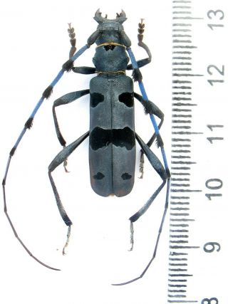 Beetles.  Cerambycidae.  Rosalia Alpina.  32mm.