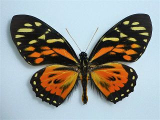 Fantastic Papilio Zagreus Shuar Male Papilioniidae Papilionidae Ecuador