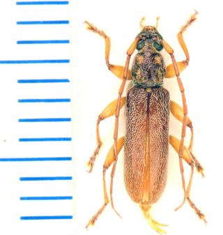Cerambycidae Mauritius 8 - Ceresium Unicolor M,  - 9 - Mm