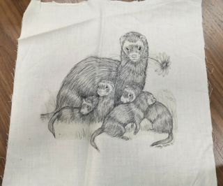 Collectible Ferret Weasel Family Art Cloth Pillow T - Shirt Crafts Frame Rare