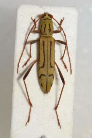 Cerambycidae Rhaphuma Horsfieldi China Longhorn Beetle Insect