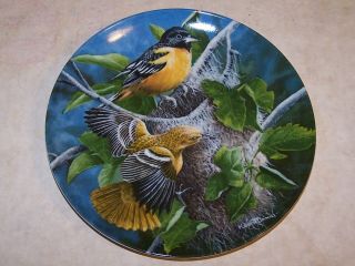 Encyclopedia Britannica Birds Of Your Garden " The Baltimore Oriole " Plate