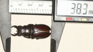 Lucanidae Lucanus Imitator 38.  3mm Tibet