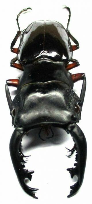 B006 Pa : Lucanidae: Odontolabis Imperialis Komorii Male 67mm