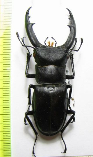 Lucanidae,  Hexarthrius Mandibularis Mandibularis,  Malaysia,  Borneo 77 Mm