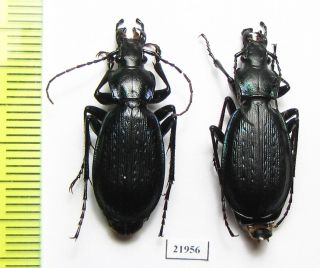 Carabidae,  Carabus (tribax) Steveni Steveni,  Pair,  Russia,  N.  Caucasus