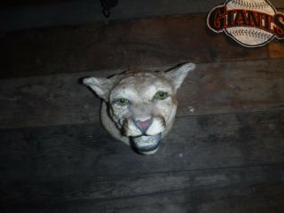 Vintage Authentic Cougar Wall Mount Hanging Taxidermy L@@k