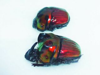 Oxysternon Festivum Pair Huge Major Male 23mm,  /20mm Scarabaeidae French Guyana
