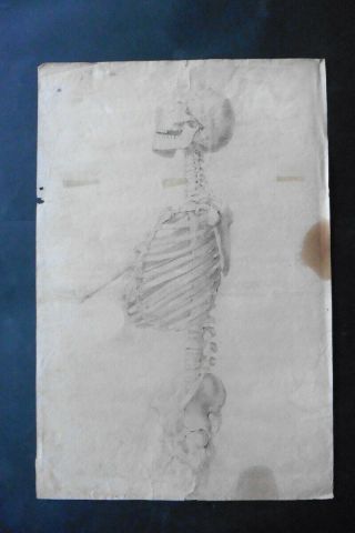 Italian School 18thc - Exeptional Anatomical Study Skeleton - Charcoal Drawing