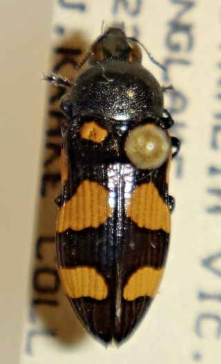 Rare Castiarina Australaisae Australia 06 Jewel Beetle Buprestid Calodema