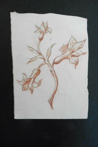Dutch School 18thc - Study Of A Flowering Plant - Red Chalk Drawing