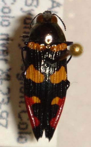 Rare Castiarina Species Australia Ii Jewel Beetle Buprestid Calodema