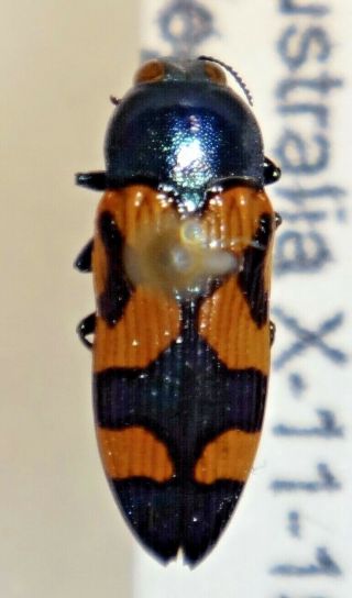 Rare Castiarina Acuticeps Australia 02 Jewel Beetle Buprestid Calodema