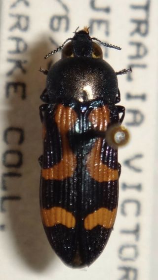 Rare Castiarina Wilsoni Australia Y Jewel Beetle Buprestid Calodema