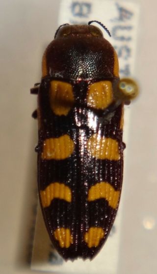 Rare Castiarina Decemmaculata Australia 09 Jewel Beetle Buprestid Calodema