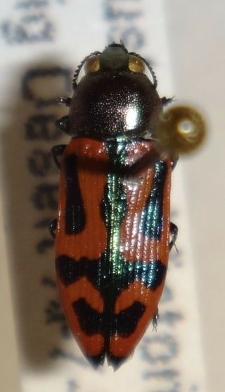 Rare Castiarina Species Australia Gg Jewel Beetle Buprestid Calodema