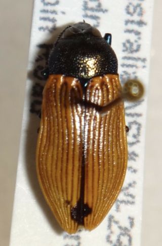 Rare Castiarina Species Australia Jj Jewel Beetle Buprestid Calodema