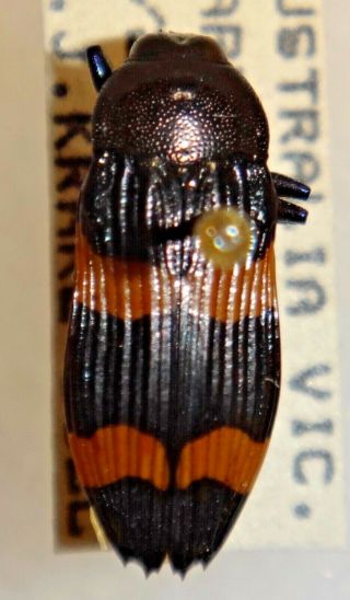 Rare Castiarina Bifasciata Australia 04 Jewel Beetle Buprestid Calodema