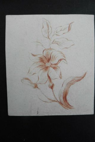 Dutch School 18thc - Study Of A Flower - Red Chalk Drawing