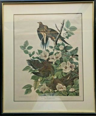 Vintage John James Audubon Bird Print Carolina Pigeon Or Turtle Dove