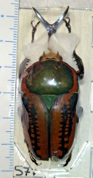 Cetoniinae Megalorhina Harrisi Procera Haroldi Green 57.  2mm Congo 21 Beetle