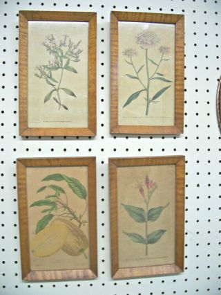 Set Of 4 Antique Curly Tiger Maple Framed Botanical Prints - Dated 1789 Aafa