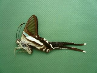 Lamproptera Meges Ssp.  Male From Mt.  Dempo,  Sumatra