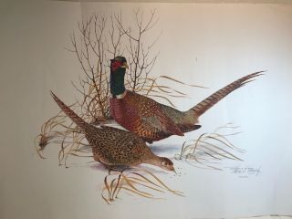 Charles E Murphy Pencil Signed Numbered Color Lithograph Ringed - Necked Pheasants