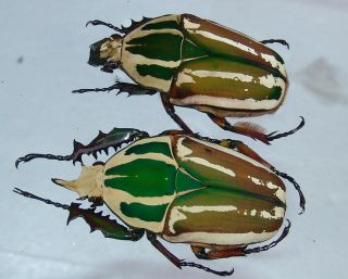 Mecynorrhina Ugandensis,  Pair A,  59,  52 Mm