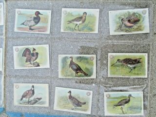 29 Vintage Early Arm and Hammer Brand Soda Trade Cards Game Birds Church & Co. 2