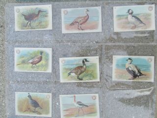 29 Vintage Early Arm and Hammer Brand Soda Trade Cards Game Birds Church & Co. 3