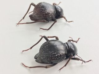 Psammodes Vialis - Coleoptera,  Tenebrionidae - Pair - Namibia