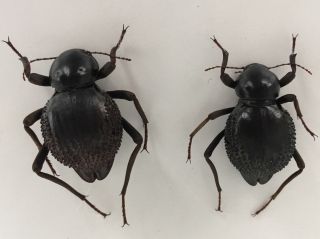 Psammodes vialis - Coleoptera,  Tenebrionidae - PAIR - Namibia 2