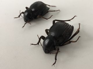 Psammodes vialis - Coleoptera,  Tenebrionidae - PAIR - Namibia 3