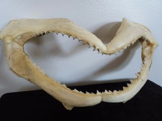 12 Inch Shark Jaws Teeth Mouth